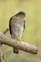 Adult male Eurasian sparrow hawk on his favorite watchtower on a pine tree trunk in a Mediterranean forest at first light on an autumn day