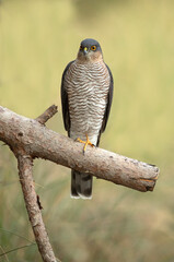 Adult male Eurasian sparrow hawk on his favorite watchtower on a pine tree trunk in a Mediterranean forest at first light on an autumn day