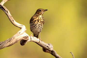 Song thrush in a Mediterranean forest with the last light of an autumn day