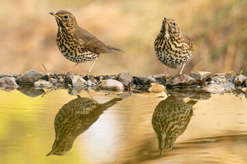 Song thrush at a water point in a Mediterranean forest with the first light of an autumn day