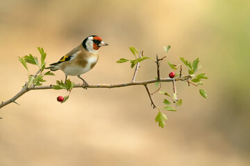 European goldfinch on a hawthorn branch with red berries with the lights of dawn in a Mediterranean forest in autumn