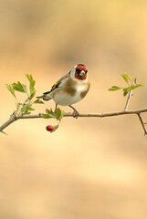 European goldfinch on a hawthorn branch with red berries with the lights of dawn in a Mediterranean forest in autumn