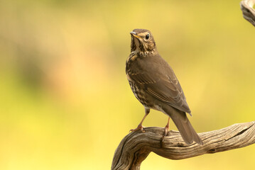 Song thrush in a Mediterranean forest with the last light of an autumn day
