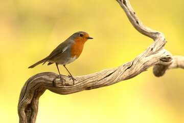 European robin at a natural water point in a Mediterranean forest at first light on an autumn day
