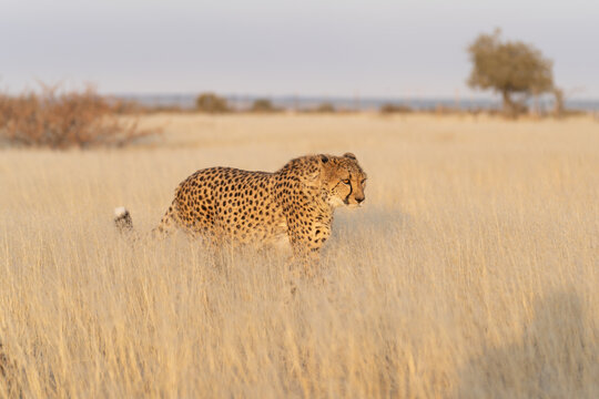 cheetah in the African savannah waiting for prey Namibia.