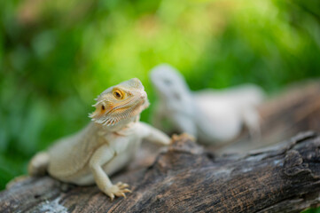 bearded dragon on ground with blur background