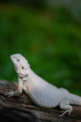 bearded dragon on ground with blur background