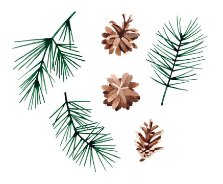 Watercolor hand drawn illustration set of Pine branches with cones. Isolated on transparent background. Conifers evergreen Christmas tree