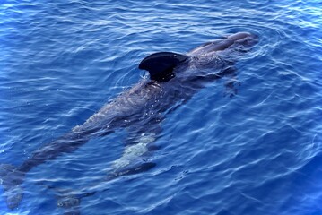 Fototapeta premium Pilot whales in water