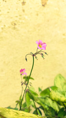 pink flowers on the wall