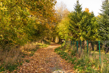Fototapeta na wymiar Autumn forest road leaves fall in ground landscape on autumnal background in November