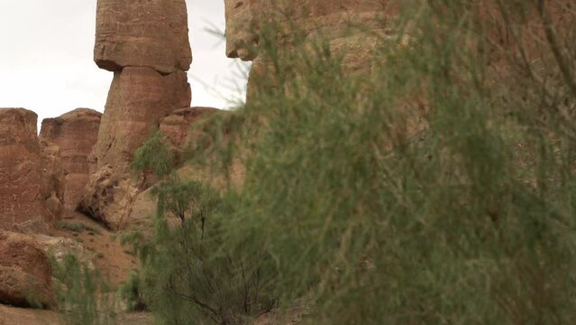 Saxaul haloxylon and natural rock sculpture in windy Charyn Canyon, Kazakhstan