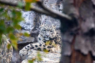 snow leopard