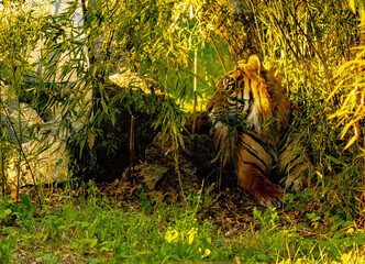 tiger in the jungle