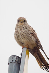 bird of prey