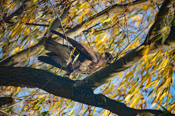 autumn leaves on the tree