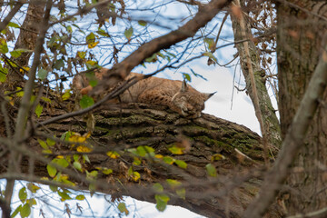 sleeping lynx