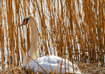 mute swan cygnus olor