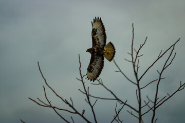 hawk in flight