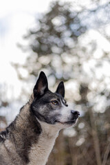 siberian husky dog