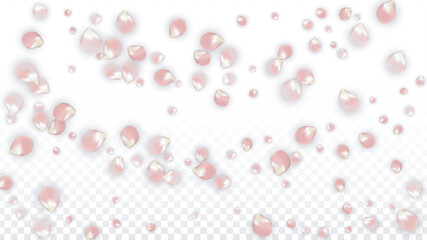 Pink Vector Realistic Petals Falling on Transparent Background.  Spring Romantic Flowers Illustration. Flying Petals. Sakura Spa Design. Blossom Confetti. Design Elements for Wedding Decoration.