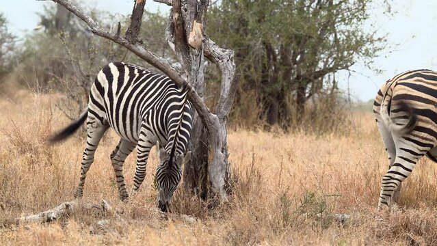 Zebra ( Equus quagga) scratching against a fallen dead tree, using it as a cleaning station.