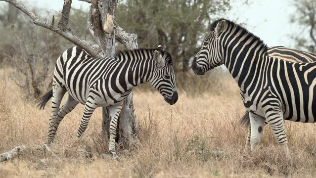 Zebra ( Equus quagga) scratching against a fallen dead tree and walks away, other is watching