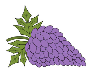 Bunch of grapes. A sprig of juicy purple berries. Green foliage with veins. Color vector illustration. Cartoon style. Berries with leaves. Future kishmish. Isabel. Isolated background. Sweet pulp. 