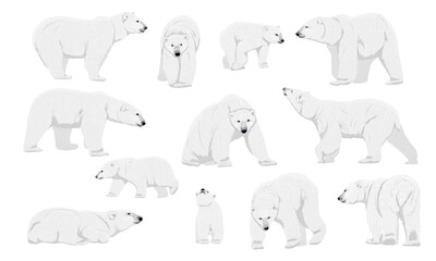 Collection of polar bears. Adult polar bears and cubs stand, walk, lie down and hunt. Wild animals of the Arctic and the Arctic Circle. Realistic vector animal - obrazy, fototapety, plakaty