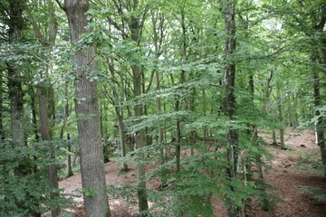 green beech forest