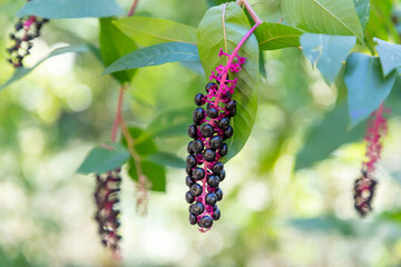 Phytolacca americana (Turkish Sekerci boyasi)