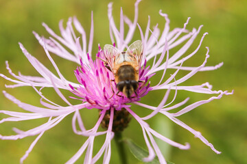 bee on a flower,flower, bee, insect, nature, thistle, purple, plant, macro, summer, flora, fly, pollen, pink, honey, closeup, bumblebee, blossom, bloom, garden, weed, animal, close-up, spring