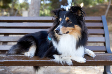 sheltie dog 2