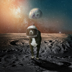 Dog On The Moon, Pitbull dressed as an astronaut, earth from The Distance © Gregorio Garcea