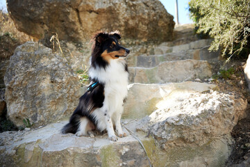 sheltie dog