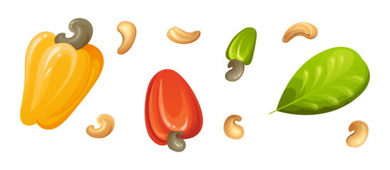 Red cashew nut. Unripe and ripe exotic yellow fruit with green leaves. Cartoon vector illustration