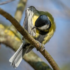 tit bird cleans feathers on a tree branch