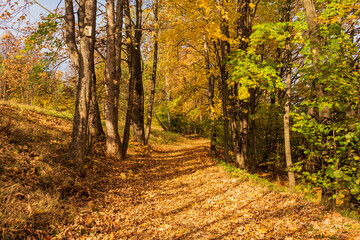 Autumn forest road leaves fall in ground landscape on autumnal background in November
