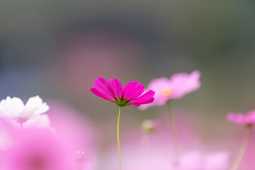Fototapeta premium 満開のコスモス