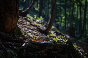 Lights in the woods. Fairytale atmosphere