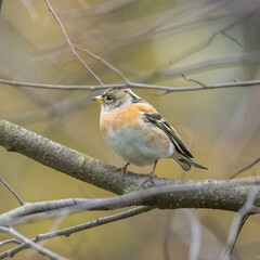 finch bird sitting on a tree branch