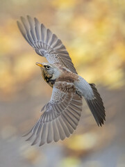 thrush bird eats rowan seeds