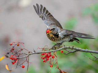 thrush bird eats rowan seeds