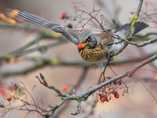 thrush bird eats rowan seeds