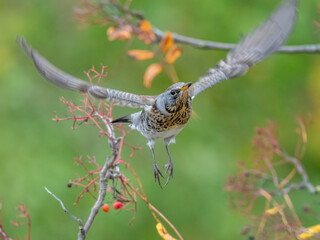 thrush bird eats rowan seeds