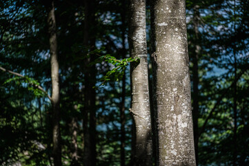 Lights in the woods. Fairytale atmosphere