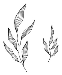 Engrave style botanical plant leaves line art
