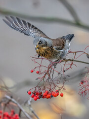 thrush bird eats rowan seeds