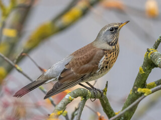 thrush bird eats rowan seeds