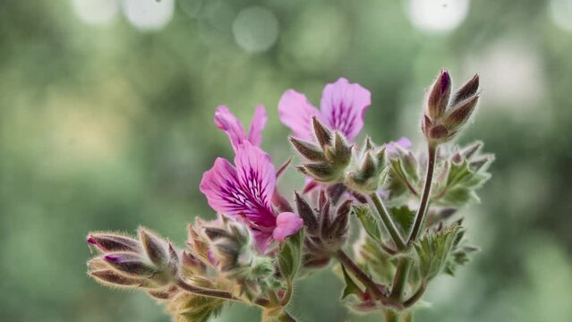 Time Lapse of Rose Geranium flowering over a couple of days, shot on Sigma 100mm Macro Lens.